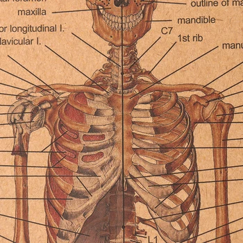 Skeletas Kūno Struktūrą Nervų Sistema, Priekiniai Ir Atgal Plakatas Baras Namų Dekoro Retro Kraft Popieriaus Siena Lipdukas 51X36CM