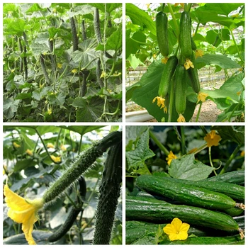 30 g Agurkų Profesija Trąšų ypatinga Šiūruoklių Momordica Moliūgas Cantaloupe Sodo Augalų Maisto Augimui Skatinti Augalininkystės Ūkis