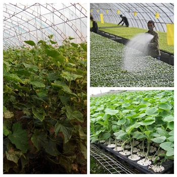30 g Agurkų Profesija Trąšų ypatinga Šiūruoklių Momordica Moliūgas Cantaloupe Sodo Augalų Maisto Augimui Skatinti Augalininkystės Ūkis
