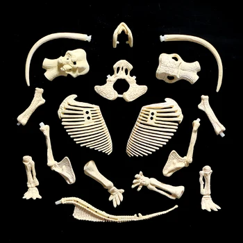 3D skeletas 
