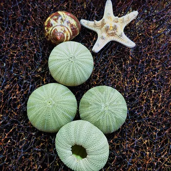 Korpusų myli shell 5-13cm, įvairios dydis,eight trigrams jūros ežių apdailos kraštovaizdžio kraštovaizdžio akvariumas