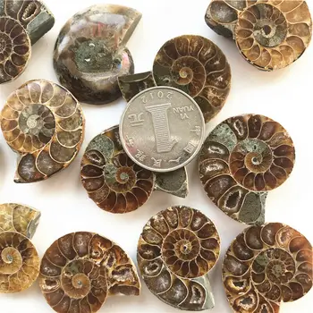 Naujos 1 Pora Padalinta Ammonite Iškastinio Pavyzdys Shell Gydymo Apdailos Madagaskaras Natūralus Kvarco Kristalai