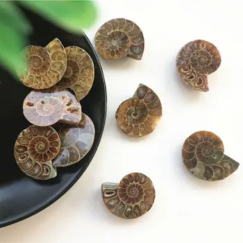 Naujos 1 Pora Padalinta Ammonite Iškastinio Pavyzdys Shell Gydymo Apdailos Madagaskaras Natūralus Kvarco Kristalai