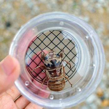 Vabzdžių Ir Smulkių Gyvūnų Didinamojo Stiklo Cilindro Formos Voras Švietimo Žaislas Plastikinio Butelio Vabzdžių Viewer Stebėjimo Nauja Siunta