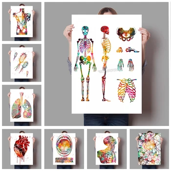 Žmogaus Anatomija Raumenų Sistemos Menas Spausdinti Akvarelė Žmogaus Paveikslas, Tapyba Medicinos Mokslo Office Picture plakatai, drobė, tapyba