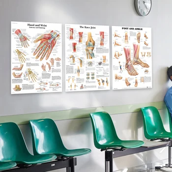 Žmogaus Anatomija Raumenų Sistemos Plakatas Sienos Meno Šilko Tapybos Kūno Žemėlapį, Sienos Nuotraukas Medicinos Mokslo Klinika Apdaila