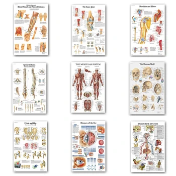 Žmogaus Anatomija Raumenų Sistemos Plakatas Sienos Meno Šilko Tapybos Kūno Žemėlapį, Sienos Nuotraukas Medicinos Mokslo Klinika Apdaila